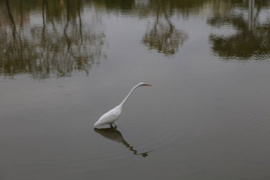 Suda duran büyük beyaz bir balıkçıl, basit bir arka plan, göl yüzeyi, sakin sulardaki ağaçların yansıması, huzurlu ve sakin bir atmosfer, sakin bir manzara.