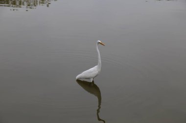 Suda büyük beyaz bir balıkçıl duruyor. Su sakin ve hareketsiz. Bu resimdeki tek şey kuş.