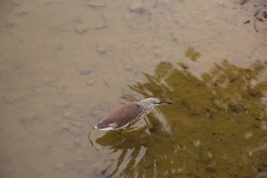 Kahverengi ve beyaz balıkçıl, bulanık suyla dolu bir gölette duruyor. Kuş suyun içine bakıyor, muhtemelen yiyecek arıyordur. Gölet sığ ve bulanık görünüyor.