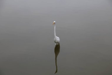 Suda büyük beyaz bir balıkçıl duruyor. Su sakin ve hareketsiz. Bu resimdeki tek şey kuş.
