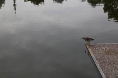 Boş bir rıhtımın kenarına tünemiş bir balıkçıl balığı, kanatları açılır ve bacakları suyun yüzeyinde asılı durur.