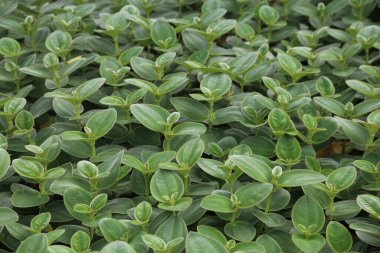 Bebek kauçuk bitkisinin üst görüntüsü, parlak yeşil yapraklı ve beyaz kenarlı yoğun yaprakları gösteriyor, bitkilerin sonsuz bir alanında yetişiyor, arka plan ya da doku olarak kullanıma uygun.