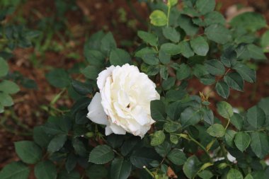 Beyaz bir gül bir çalılığın ortasındadır. Çalılık yeşil ve yaprakları var. Çiçek görüntünün odak noktasıdır.