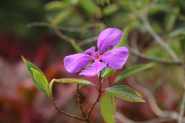Bir tarafta canlı yeşil yaprakları ve açık hava bahçe ortamında yetişen kırmızımsı kahverengi dalları olan narin şakayığın yakın çekimi. Arka plan, menekşe ya da yasemin çiçeğinin renkli yapraklarını vurgulamak için bulanık..