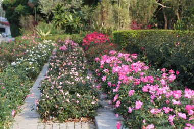 Bir sıra pembe ve beyaz çiçekler kaldırım boyunca ekilir. Çiçekler tamamen çiçek açmış ve düzenli ve düzenli bir şekilde düzenlenmiş. Huzurlu ve huzurlu bir sahne.
