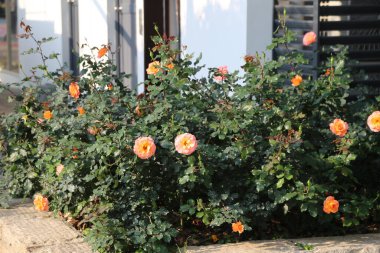 Evin önünde büyüyen birkaç turuncu ve pembe güllü bir gül çalısı fotoğrafı. Çalılar, beyaz duvarlara ve pencerelere karşı gerçek bir göz alıcı olan yapraklarıyla tüm güzelliklerini sergiliyor..