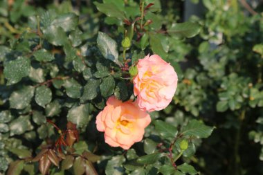 İki pembe gül yeşil bir çalılıkta çiçek açıyor. Çiçekler küçük ve narin, parlak ve neşeli bir görünüşü var. Sahne güzellik ve sükunet üzerine kuruludur. Çiçekler renk katar.