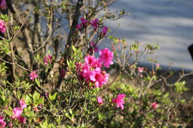 İlkbaharın başlarında, çok sayıda parlak pembe açelya yeşil yapraklar ve dallarla birlikte bazı küçük çalılıklarda çiçek açtı. Çiçekler şehrin nehir kıyısındaki eski bir caddenin arka planına karşı canlılık doluydu..