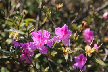 Bahçede pembe açelya açar, dallarında yeşil yapraklar ve mor çiçekler açar. Arkaplan bulanık bir çayırlık ve ağaçlar manzarası. Bahar atmosferi yaratıyor.