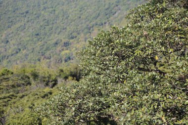 Dağlık ormanların önündeki sık yeşil yapraklı demir ağacının yaprak ve dallarına yakın çekim. Arka planda orman manzarasına karşı yemyeşil ağaçlar var.
