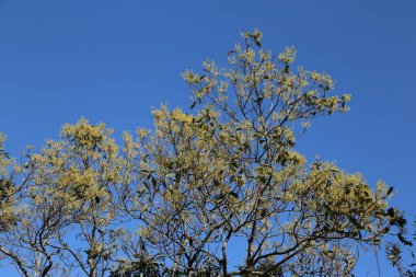 Yeşil yapraklı bir ağaç mavi bir gökyüzünün ortasındadır. Gökyüzü açık ve parlak, ve ağaç yapraklarla dolu.