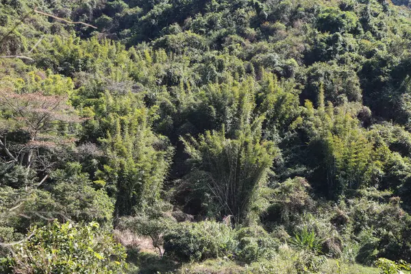 Tepenin manzarası çay ağaçlarıyla kaplıydı ve bazı küçük ağaçlar doğal büyüme belirtileri gösteriyordu. Orman yoğun ve yemyeşil, engebeli araziye zıt bir yeşillik bolluğu oluşturuyor..