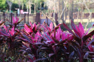 A beautiful garden filled with a variety of cordyline fruticosa is in full bloom. The flowers are arranged in a row, with some of them being taller than others. The garden is located in a park clipart