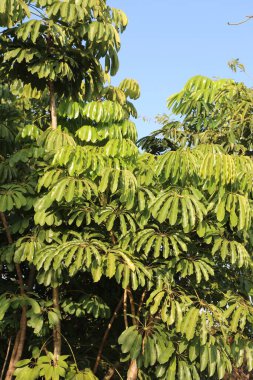 Sabah, güneş ışığı ve önünde mavi bir gökyüzü var, uzun ağaçların üzerinde büyük yeşil yapraklarla. Queensland şemsiye ağacı şekli bir mango meyvesine benzer ve gövdesi yakından görülebilir..