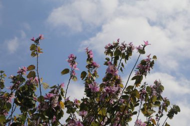 Gökyüzünde pembe çiçekli bir Bauhinia ağacı var. Gökyüzü bazı bulutlarla mavidir. Çiçekler tamamen çiçek açmış.