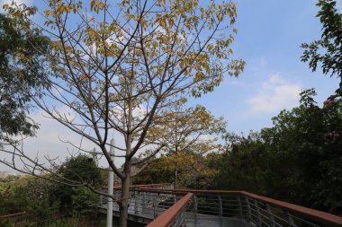 Parkta, her iki tarafında çelik korkuluklar ve kenarlarında büyüyen ağaçlarla yükseltilmiş bir yürüyüş yolu var. Öndeki ağaçta sarı yapraklar var. Arkalarındaki yeşil yapraklara karşı çok güzel bir kontrastı var.