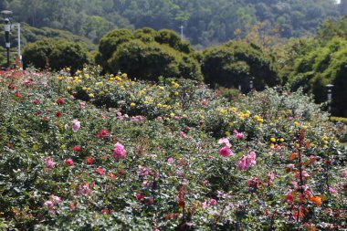 Arka planda yeşil çalılar ve ağaçlarla çevrili renkli güllerle dolu bir gül bahçesi..