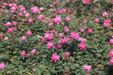 Arka planda birkaç sarı çiçek olan pembe bir çiçek tarlası. Çiçekler tomurcuklandı ve tarlaya saçıldı. Çiçekler yayıldığı için manzara huzurlu ve huzurlu.