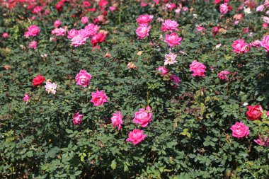 Bahçede pembe güller, çiçek açan ve çiçek açan pembe güller, arka planda yeşil yapraklar. Bahçe kırmızı, mor ve pembe gül çiçekleriyle dolu..