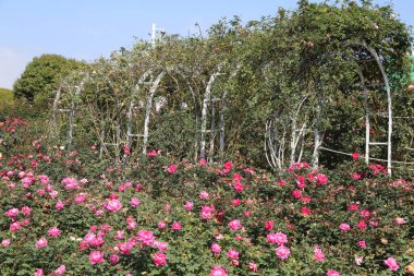 Arkasında pembe güller, beyaz çardaklar ve kemerler olan büyük bir gül bahçesi. Önünde yeşil ağaçlarla kaplı açık bir alan var..