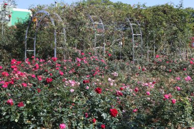 Gül bahçesinde, üzerinde çeşitli renklerde güller büyüyen bir çardak var. Bu çiçeklerin altındaki zemin, doğal güzelliği vurgulayan güzel bir sahne yaratan pek çok farklı kırmızı ve pembe gül türüne sahiptir.