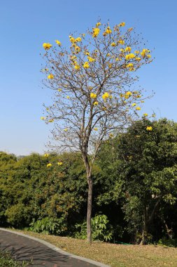 Parkta sarı çiçekli ve yeşil yapraklı altın bir trompet ağacı var. Arka plan gökyüzü temiz ve mavidir. Ayrıca bu ağaçların büyüdüğü yere giden kıvrımlı bir yol vardı..