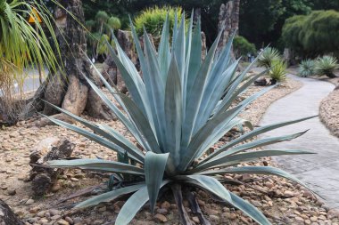 Bahçede, küçük kayaları ve beton yolları olan, palmiye ağaçlarıyla çevrili bir arazide bulunan büyük mavi bir agave bitkisi..