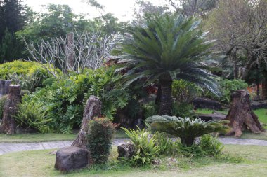 Ağaç kütükleri ve kökleri ile çevrili bir alanda yemyeşil çimenler, palmiye ağaçları ve diğer egzotik bitkilerle dolu tropikal bir bahçe, doğal heykeller yaratıyor..