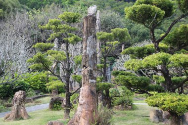 Bahçe eşsiz bonsai ağaçları ve küçük çam tarlaları şeklinde oyulmuş bir sürü büyük ağaç kütüğüyle dolu..