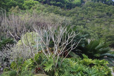 Yukarıdan bahçenin manzarası, aralarında büyük bitkiler bulunan çeşitli ağaç ve çalıları gösteriyor. Ön planda çeşitli dikenli, kahverengi yapraklı, ağaç benzeri bitkiler var.