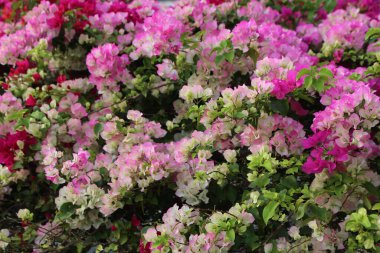 Pembe ve beyaz begonvillerden oluşan geniş bir çalılık çiçek açmış, sayısız renkli çiçeklerle, bahçede büyüleyici bir çiçek sergisi oluşturmuş.