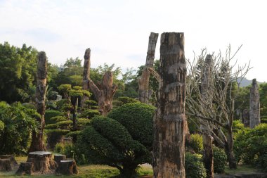 Çin 'de egzotik bir bahçenin fotoğrafı. Geniş ve kalın gövdeli birçok ölü ağaç kesilip dekoratif elementler olarak kullanılıyor..