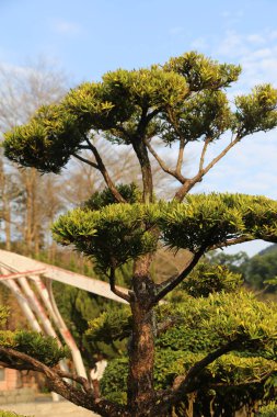 Dev yeşil bir Çin usulü podocarpus ağacı, açık çimlerde yetişiyor, arkasında ağaçlar ve kırmızı metal kemerler var. Gökyüzü mavidir, güneş ışığı dalların arasından süzülür yapraklarını aydınlatır..