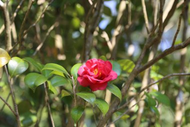 Kırmızı kamelya çiçeği, yeşil yapraklar ve bahçe parkındaki bulanık arka planla çay ağacının dallarında açar. Fotoğraf ayrıntıları vurgulamak için geniş açı mercek alır.