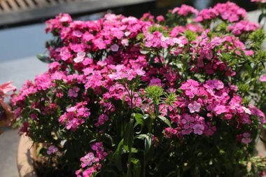 Büyük bir küp pembe verbena çiçekleri tam çiçek, yoğun kümeler küçük parlak mor veya kırmızı çiçekler yeşil yapraklar ve beyaz yapraklar karşıtlık ekler.