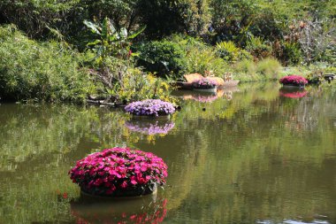 Suda yüzen çiçekli saksılar, egzotik bir bahçede yeşil bitkiler ve ağaçlarla çevrili, resmin ortasındaki renkli çiçekleri yansıtan küçük bir gölet..