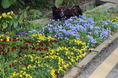 Üzerinde siyah sandıklar olan sarı, kırmızı ve mavi bir çiçek tarhı. Çiçeklerin yeşil renkli uzun yaprakları vardır, bu da onlara derinlik katar..