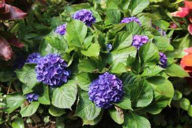 Bahçede mor çiçekli ve yeşil yapraklı boyalı ortanca, üst manzara. Güzel mavi ortanca çiçekleri bahar ya da yaz mevsiminde süslü bir çalılıkta çiçek açar..