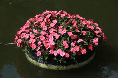 Üzerinde çok meşgul Lizzie çiçekleri olan büyük, yuvarlak, siyah bir tencere yeşil yaprakları ve kırmızı yaprakları olan suda yüzüyor. Çiçek saksılarının yemyeşil yaprakları ve ince taç yaprakları var..