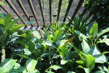 Ön planda kuş yuvası eğreltiotu ve kalathea bitkilerinden oluşan geniş yeşil yaprakları olan yemyeşil bir bahçe. Arka plan, vahşi yaşama karşı korunmak için örülmüş eski ahşap bir çit..