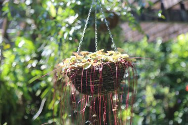Ağaçların arasından süzülen yemyeşil ve benekli güneş ışığıyla dolu bir bahçenin tavanından sarkan bir kupa sepetini. Bitkilerin dikenli yaprakları küçük kırmızı ipliklere ya da ipliklere benzer, eşsiz bir doku oluşturur.