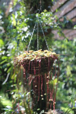 Asma sepeti, uzun kırmızı kupa dizisi, bahçede tropikal bir bitki, tam vücut çekimi, doğal ışık, yüksek çözünürlüklü fotoğraf.