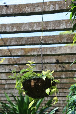 Eski bir ahşap bahçe çitinin arka planında yemyeşil bitkilerle asılı bir saksı ahenkli ve kırsal bir manzara yaratıyor. Tenceredeki bitkiler uzaya hayat katarken aynı zamanda dış dekora doku ve derinlik ekliyor.