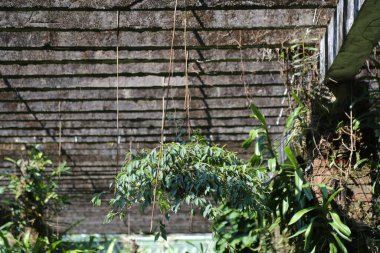 Bahçede asılı bir okaliptüs bitkisi, arkasında eski bir duvar ve üzerinde tahta çıta var. Fotoğraf, göz hizasından çekilmiş. Etrafında büyüyen bitkileri görebilirsiniz.