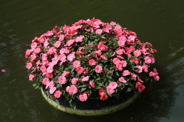 Büyük bir kap kırmızı begonya çiçeği suya konur, içinde yeşil yapraklar ve siyah toprak bulunan küçük pembe çiçeklerle dolu. Fotoğraf yukarıdan, yüksek çözünürlüklü fotoğrafla çekilmiş. Çok güzel..