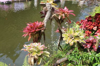 Renkli, egzotik ve eşsiz bitkiler ağaç gövdelerinde yetişir ya da yapay bir göletin yakınındaki ağaçlara asılırlar. Bitkiler yeşil yapraklar ve kırmızı çiçeklerle suyun içinde büyür..