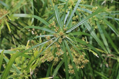Uzun yeşil yaprakları ile izole edilmiş bir cyperus bitkisinin yaprak ve çiçeklerinin yakın çekimi. Uzun bitkilerin gövde boyunca büyüyen küçük sarı çiçekleri vardır..