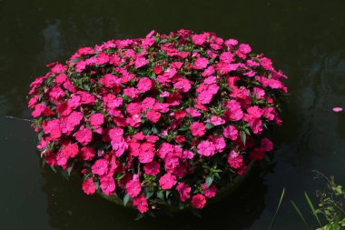 Büyük, yuvarlak bir tencere dolusu zengin pembe ve kırmızı sabırsız bir bahçede suyun üzerinde yüzüyor. Çiçeklerin tabanında koyu yeşil yapraklar ve yukarıdan bakıldığında karmaşık desenler oluşturan canlı mor yapraklar vardır..