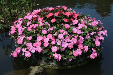 Pembe sabırsızlar eski bir lastiğin içinde saksıda büyüyorlar ve üzerinde çiçekler var. Sabırsızlar pembe ve küçük taçyaprağı var. Yüksekten alta doğru büyüyorlar, sanki çiçek açıyorlarmış gibi..