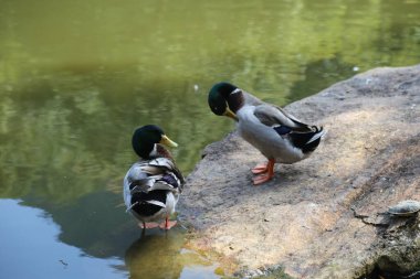 Bir çift ördek, bir ördek suda oturuyor ve parktaki bir göletin yanındaki kayanın üzerinde duran başka bir yaban ördeğine bakıyor. Arka plan yemyeşil doğal bir ortam.